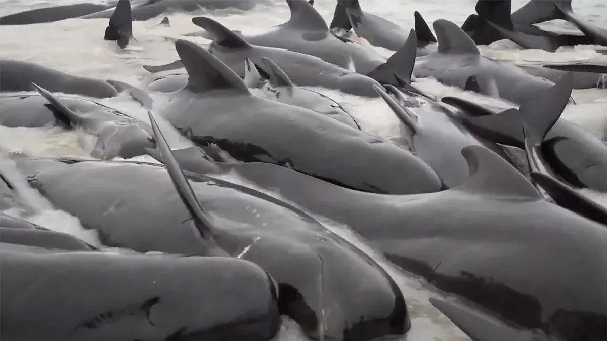 Выброшенные на берег дельфины. Фото: AP / TASS